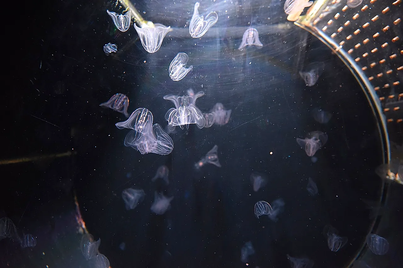 Pale jellyfish with trailing tentacles drifting in a dark round tank