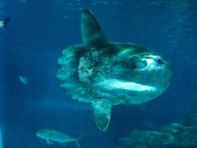 A sunfish seen side-on in a large tank, with other fish around it