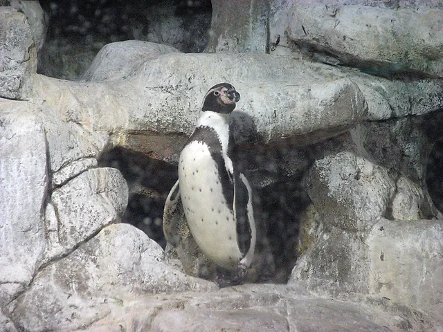 A penguin standing on rocks in a rocky enclosure
