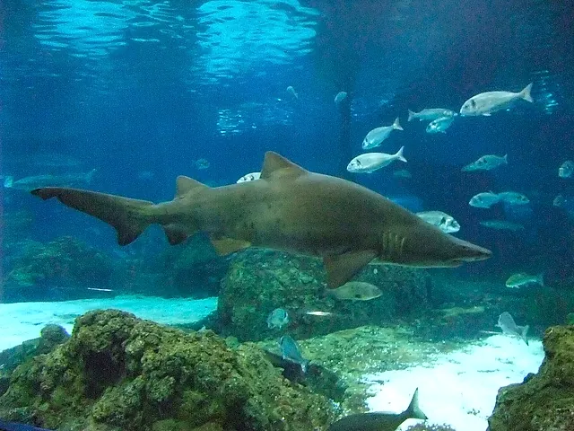 A sand tiger shark gliding through a large tank with fish and a sandy bottom