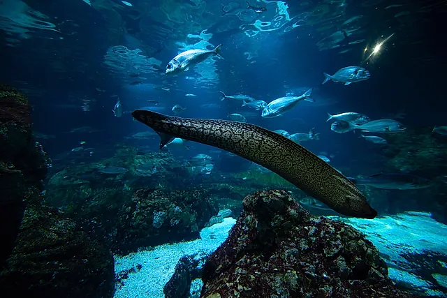 A large moray eel and shoals of silver fish in the big Mediterranean tank, with rocks below